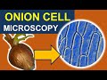 Onion Cell Organelles Exploration