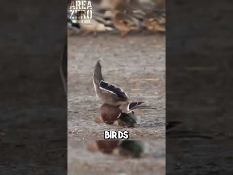 This bird is faster than a Bugatti Divo 😱💥 #falcons #eagles #fastest