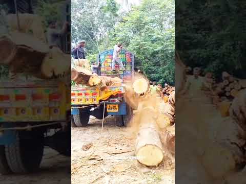 ചെറിയൊരു അൺലോഡിങ്, tata se 1613#keralatimberworkers #lumberjack #thadivandi #loading