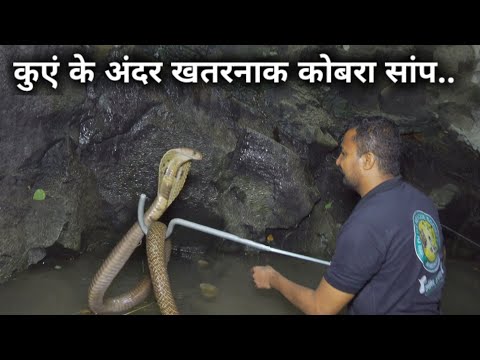 ऐसा खतरनाक वीडियो आपने नहीं देखा होगा.। Rescued four snakes that fell into the well