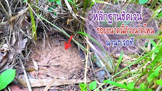 ใหญ่ขนาดนี้ไม่ได้เจอตัวง่ายๆ หลักฐานใหญ่ขนาดนี้ตัวจะขนาดไหน ??