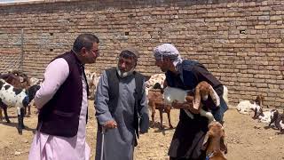 طنز کمیدی جنجال سردارنظری با پدراش بزک چینی نخر زن بیگی برم 
