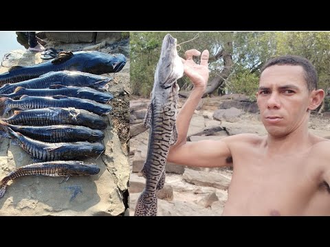 A PESCA FOI DÊ SURUBIM CACHARA E COMENDO FARINHA DE PUBA COM SARDINHA