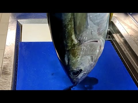How to Cut Tuna | Yellowfin Tuna | Tuna Filleting #foryou #fyp #viral