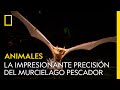 Bat Echolocation and Hunting Techniques