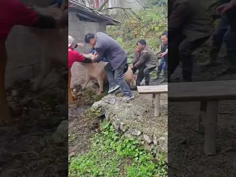 Watch it and laugh again Rural life It's time to eat the New Year pig again Sannong Original vid