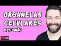Células e Organelas: Funções e Diferenças