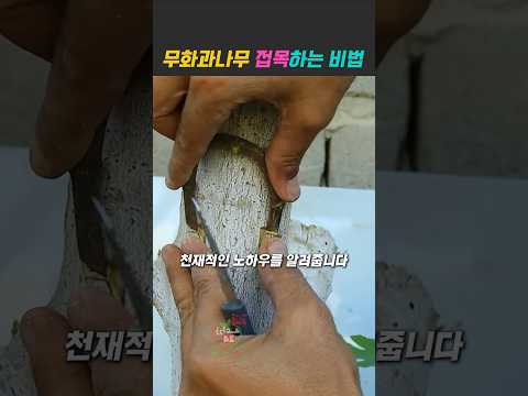 무화과나무 접목성공률 100%입니다 #농사 #텃밭 #정원꾸미기 #노하우