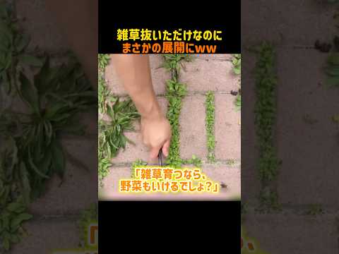 雑草が生えるなら野菜は育つ