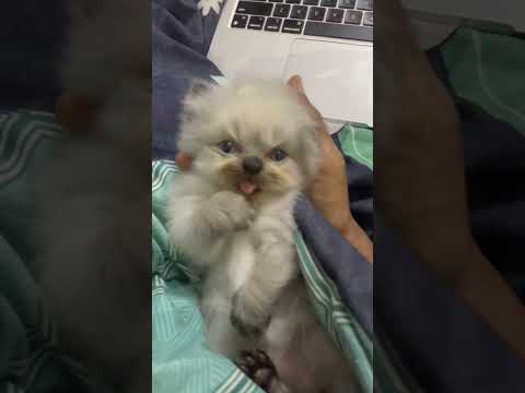 Meet Our Lucky Kitten! 🐱💕