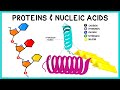 Amino Acids and Nucleic Acids Concepts