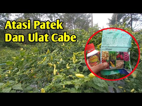 Atasi patek dan ulat cabe