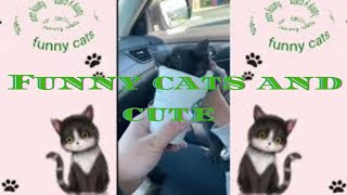 funny cats and cute!🤣🤣🤣🐈#cute cats,funny cats,cute baby cats,funny baby cats,cutest cats,cute cat#