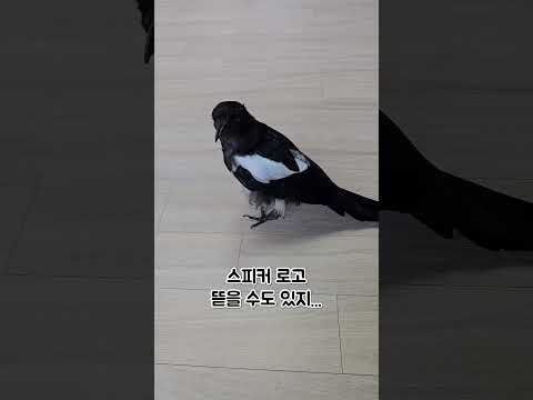 사고뭉치 까봉이 ep.05