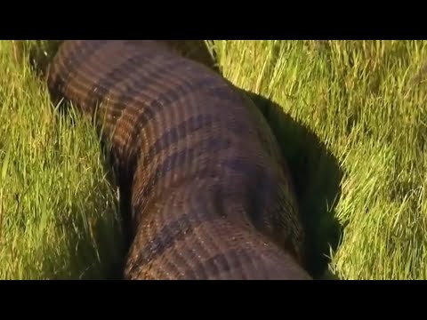Download Video Ular Terbesar Di Dunia Jika Bergerak Membuat Tanah... Download Video Ular Terbesar Di Dunia Jika Bergerak Membuat Tanah...