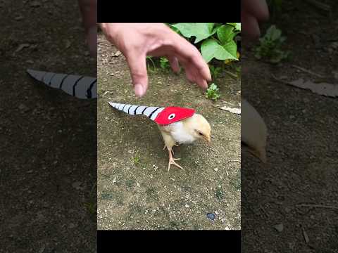 চিকি সাপ হলো#youtube #funny #shorts