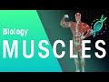 Understanding Muscles