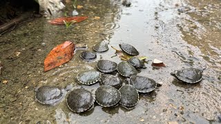 Fue tanto la lluvia que nacieron muchas tortugas bebé 🐢
