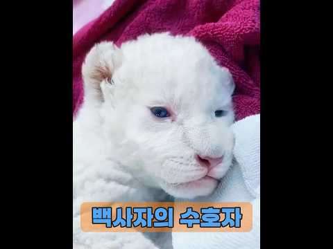흰사자가 자라면 얼마나 사나워지는지 아시나요? #animals #동물키우기 #동물