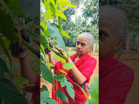 #Tiyakutty മുത്തശ്ശിയുടെ #Mulberry ചെടിയിൽ #Mulberry പറിക്കാൻ നോക്കുകയാണ് പക്ഷേ അവസാനം പെട്ടു😱