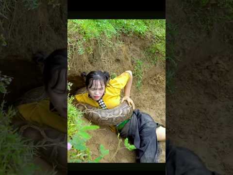Bị trăn gấm kéo vào hang #snake ￼
