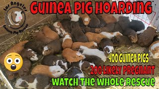 400 Guinea Pigs Saved in Dramatic Rescue Mission  We will have over 850 piggies here in  8 weeks!