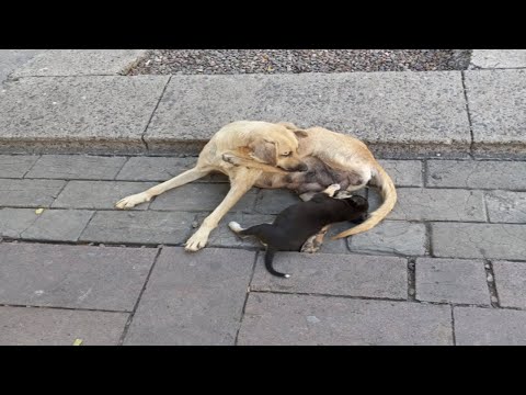 The mother dog cried while nursing her puppies, watching her disabled child crawl on the ground.