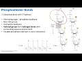 DNA and RNA Structure Concepts
