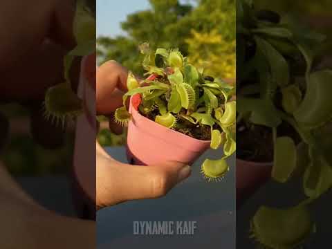 Crazy Experiment With Bug Eating Plant 😬😂💥#shorts #viralshort #dynamickaif