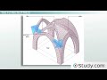 Gothic Architecture Concepts and Features