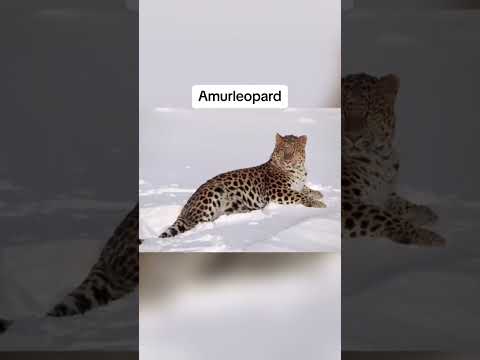 Welches Tier findest du süss 😩#fy #viralvideos #viral #fyp #videoviral