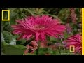 Jumping Spider Behavior and Anatomy