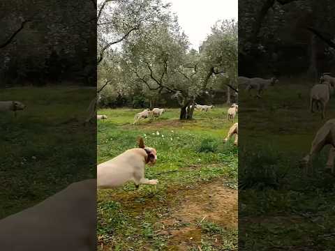 La meute de porcelaines rattrape le sanglier ! | The pack is catching up to the boar ! #hunting