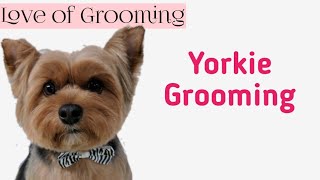 Yorkie Dog Grooming Tips And Products Videos Kansas City Comic Con