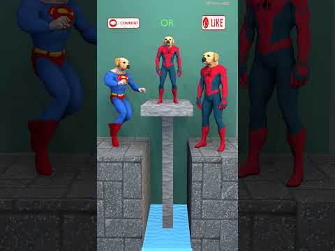 Superman Dog Vs Spiderman Dog Who is the father of the poor dog? #shorts #funny