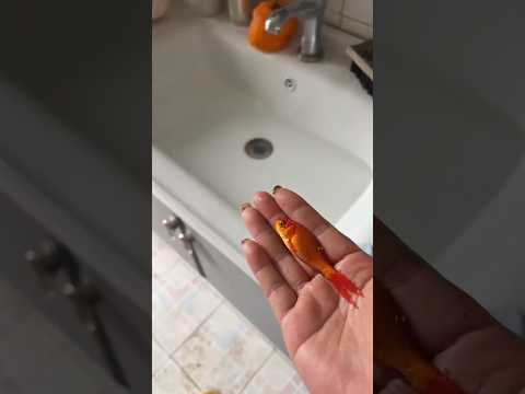 ๐ Silly Master vs Smart Fish | Funny Water Home Story ๐ฆ