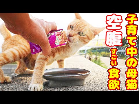 子育て中の母猫のすさまじい食欲 さくらねこと野良猫への給餌 癒され野良猫動画 感動猫動画