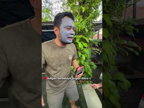 BOCIL INI MALAH NANGKEP ULAR BERBISA !!