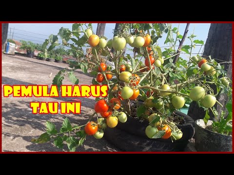 PANDUAN LENGKAP CARA MENANAM TOMAT DI POLIBAG UNTUK PEMULA | HOW TO GROW TOMATO AT HOME