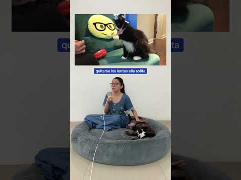 Truffles la gatita que usa lentes y ayuda los niños con su autoestima ❤️🐱 #buenasnoticias