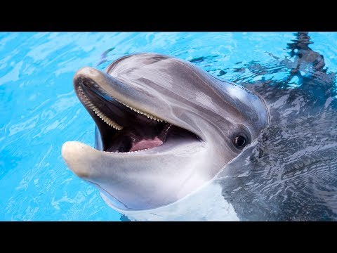 【今周刊】台灣鯨豚種類世界第一　護鯨行動迫在眉睫 - YouTube(5分57秒)