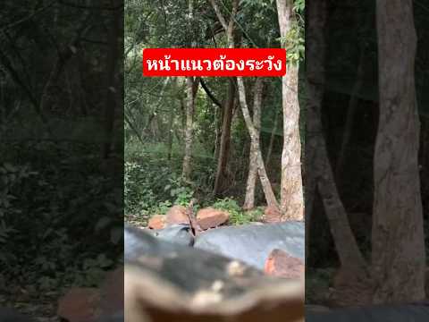 เห็นอะไรแวบๆไหม ต้องระวังให้ดี #ทหารสตอรี่ #army #ทหารชายแดนไทยกัมพูชา #ไทยนี้รักสงบ แต่ถึงรบไม่ขลาด