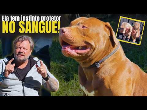 🔥 NOVA GERAÇÃO DE PITBULLS: MAIS FORTE, MAIS EQUILIBRADA, MAIS PROTETORA!