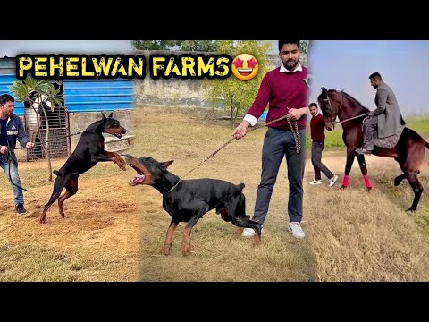 PEHELWAN FARMS Pr GHODO Ki Ride Karne Or Doberman Se Milne Guest Aaye​@PULKITvAmp😍Cherry Pr Attack