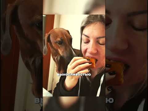 4 редчайшие собаки мира