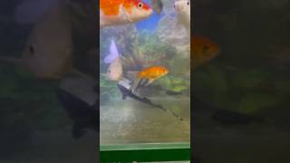 RIP semua ikanku, mati lampu selama 5 jam membuat semua ikanku mati 😭‼️🔥 #fyp #shorts #ikan