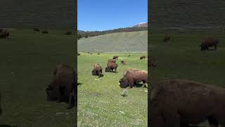 Beautiful Morning in Yellowstone #Bisonherd #bison #yellowstonenationalpark #animals #nature