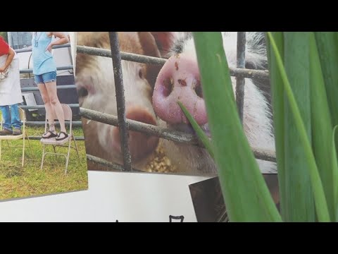 YouTube video thumbnail: Farmers Educate Mainers About Their Work During 'Open Farm Day'