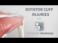 Rotator Cuff Anatomy and Injuries