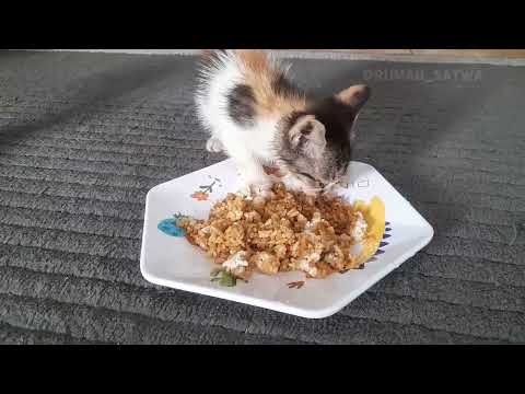 MUKBANG MENU NASI KECAP MAKANAN KESUKAAN EMPUS